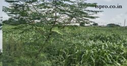 Farm Land for Sale Khatawali Dharuhera