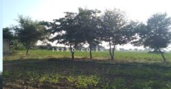 Agriculture Land for Sale Dahami Behror