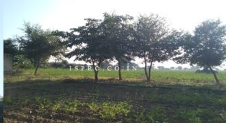 Agriculture Land for Sale Dahami Behror