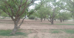 Horticulture Land for Sale Rampur Pataudi Gurgaon