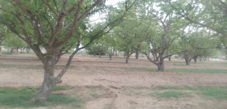 Horticulture Land for Sale Rampur Pataudi Gurgaon