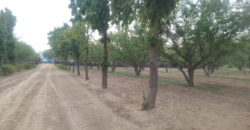 Horticulture Land for Sale Rampur Pataudi Gurgaon