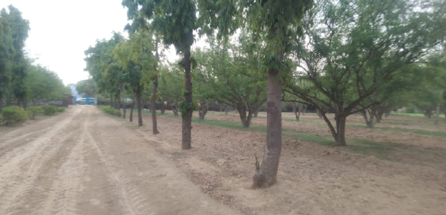 Horticulture Land for Sale Rampur Pataudi Gurgaon