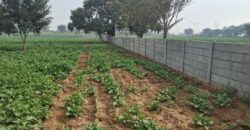 AGGRICULTURE LAND FOR SALE GURGAON HR