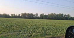 AGRICULTURE LAND FOR SALE LUDHIANA PNB