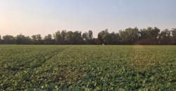 AGRICULTURE LAND FOR SALE LUDHIANA PNB