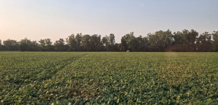 AGRICULTURE LAND FOR SALE LUDHIANA PNB