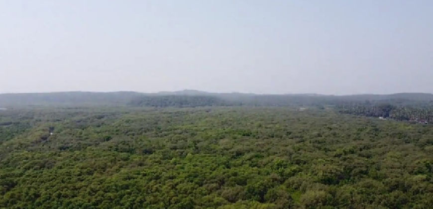 FORTY-ACRE LAND | FOR SALE | AARONDA | SINDHUDURG MAHARASTRA INDIA