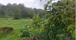 AGRICULTURE LAND | FOR SALE | VASOLI KUDAL MAHARASTRA INDIA