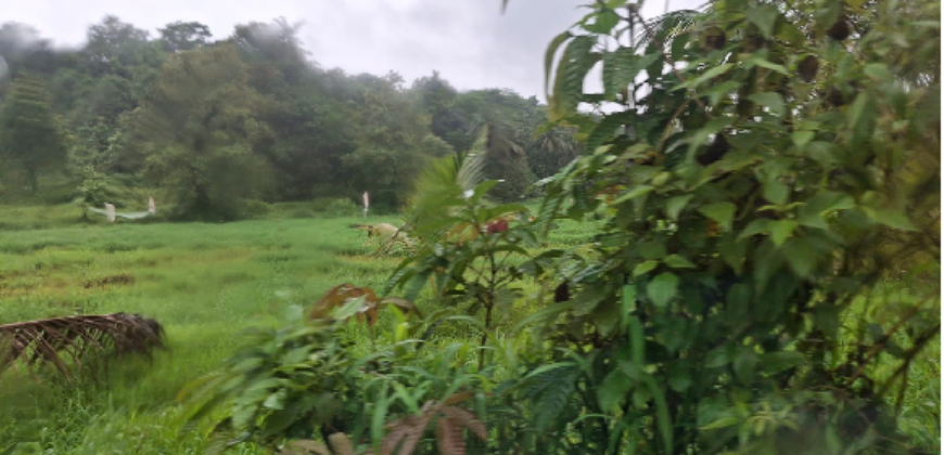 AGRICULTURE LAND | FOR SALE | VASOLI KUDAL MAHARASTRA INDIA