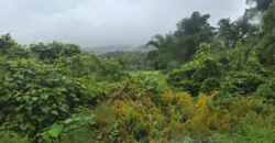 AGRICULTURE LAND | FOR SALE | VASOLI KUDAL MAHARASTRA INDIA