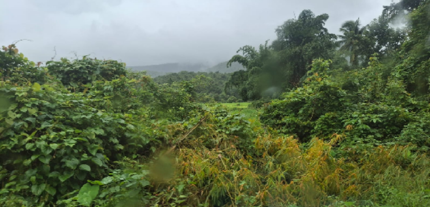 AGRICULTURE LAND | FOR SALE | VASOLI KUDAL MAHARASTRA INDIA