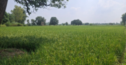 AGRICULTURE FARM LAND BUDHERA GURGAON