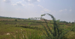AGRICULTURE FARM LAND BUDHERA GURGAON